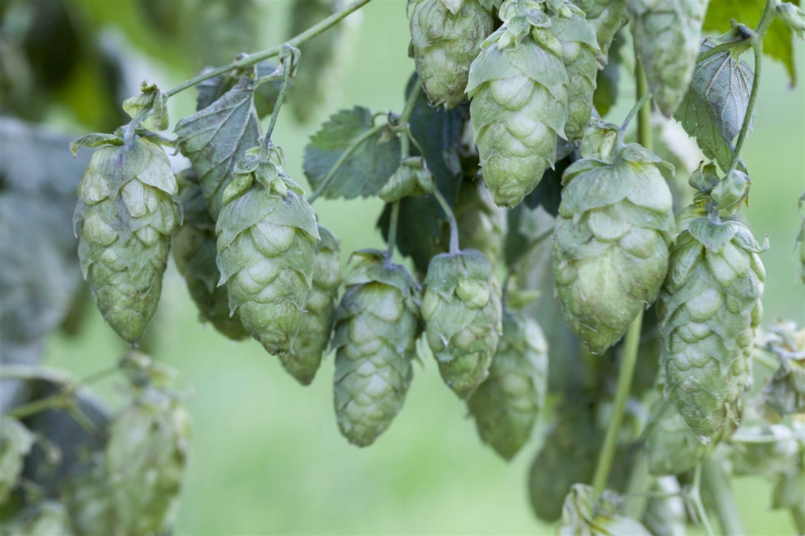 Humulus lupulus, Hopfen, 60&ndash;100 cm 