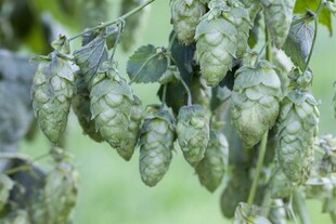 Humulus lupulus, Hopfen, 60–100 cm 