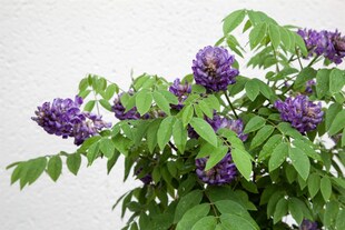 Wisteria frutescens 'Longwood Purple', Amerikanische Wisteria, 40–60 cm 