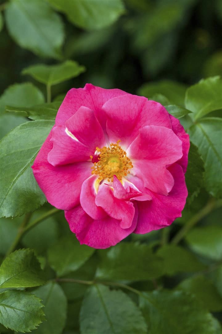 Rosa rugosa 'Rubra', Kartoffelrose, rot, 40&ndash;60 cm 