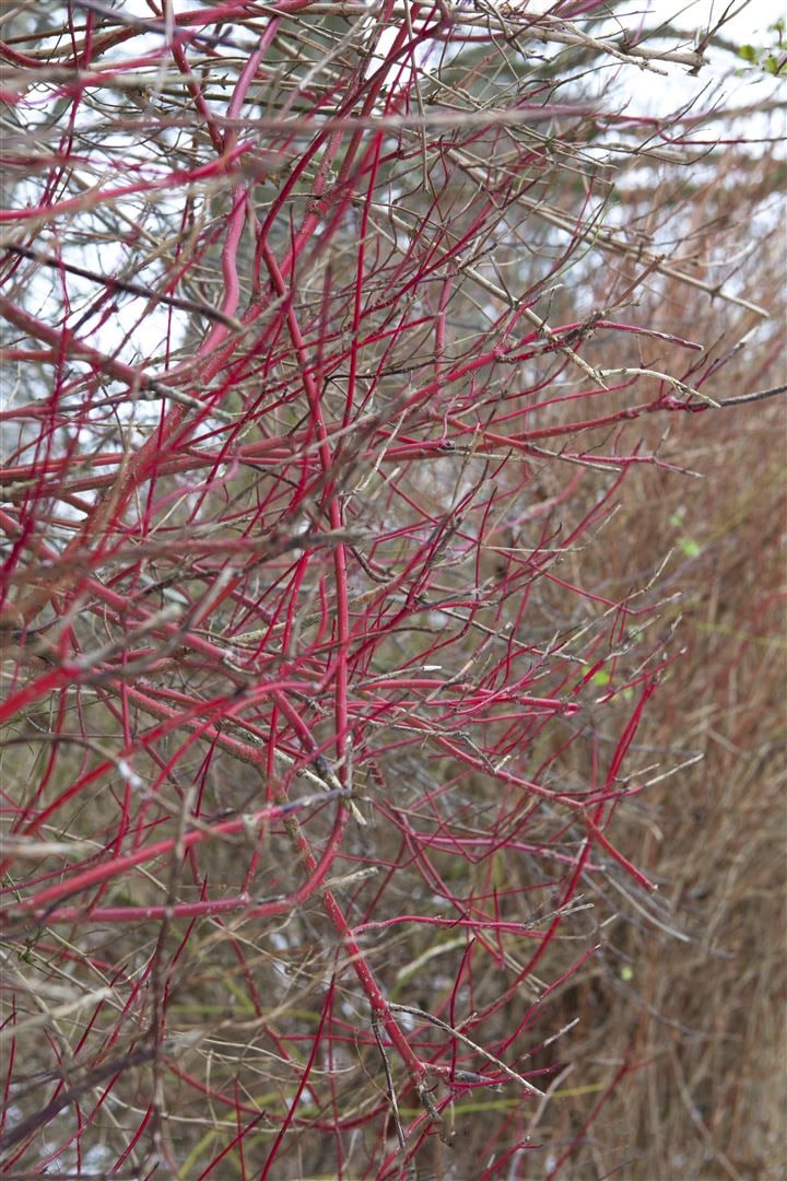 Cornus alba 'Sibirica', Hartriegel, leuchtend rot, 40&ndash;60 cm 