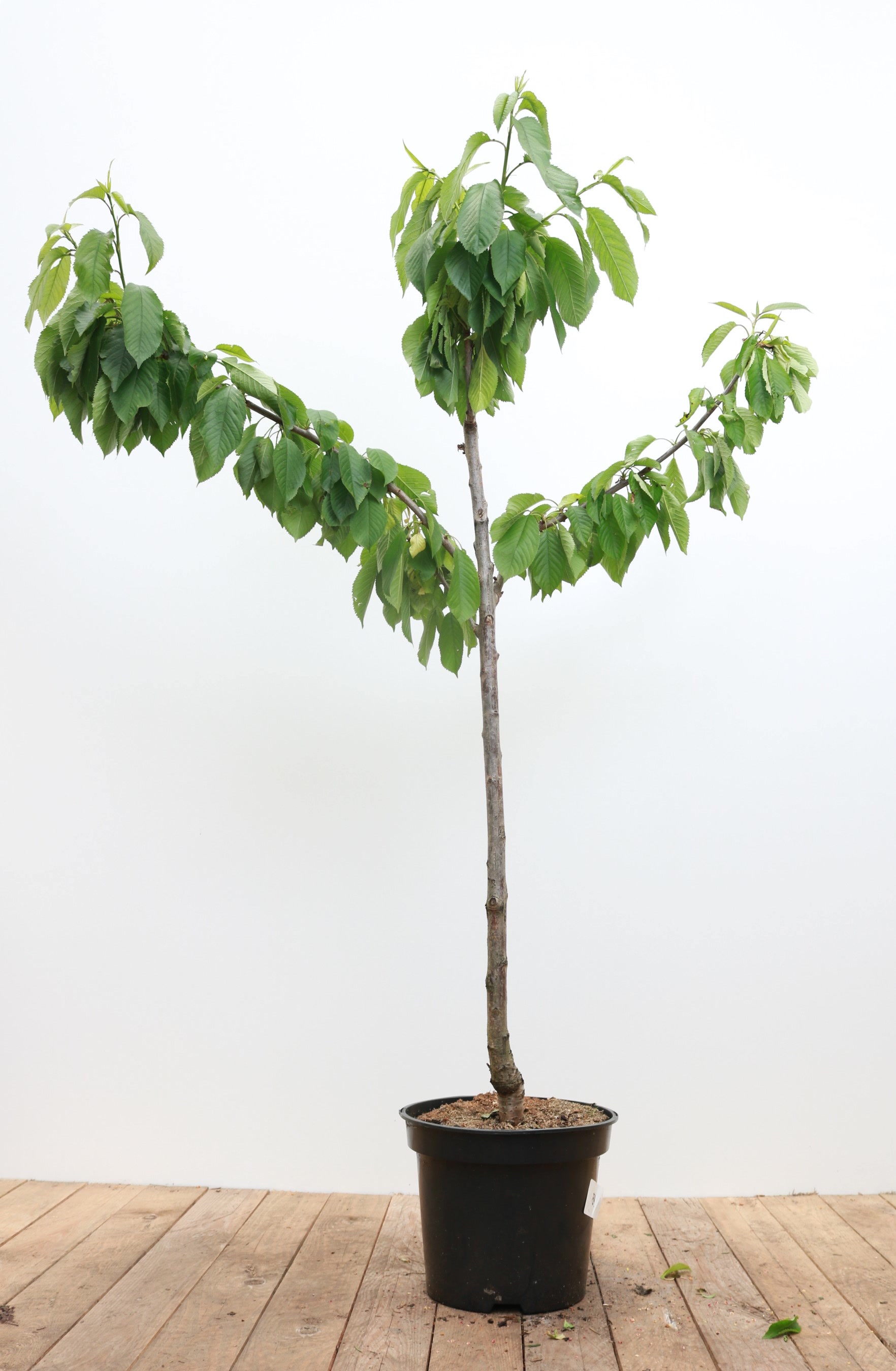 Prunus avium 'B&uuml;ttners Roter Knorpel', S&uuml;&szlig;kirsche, 150&ndash;200 cm 