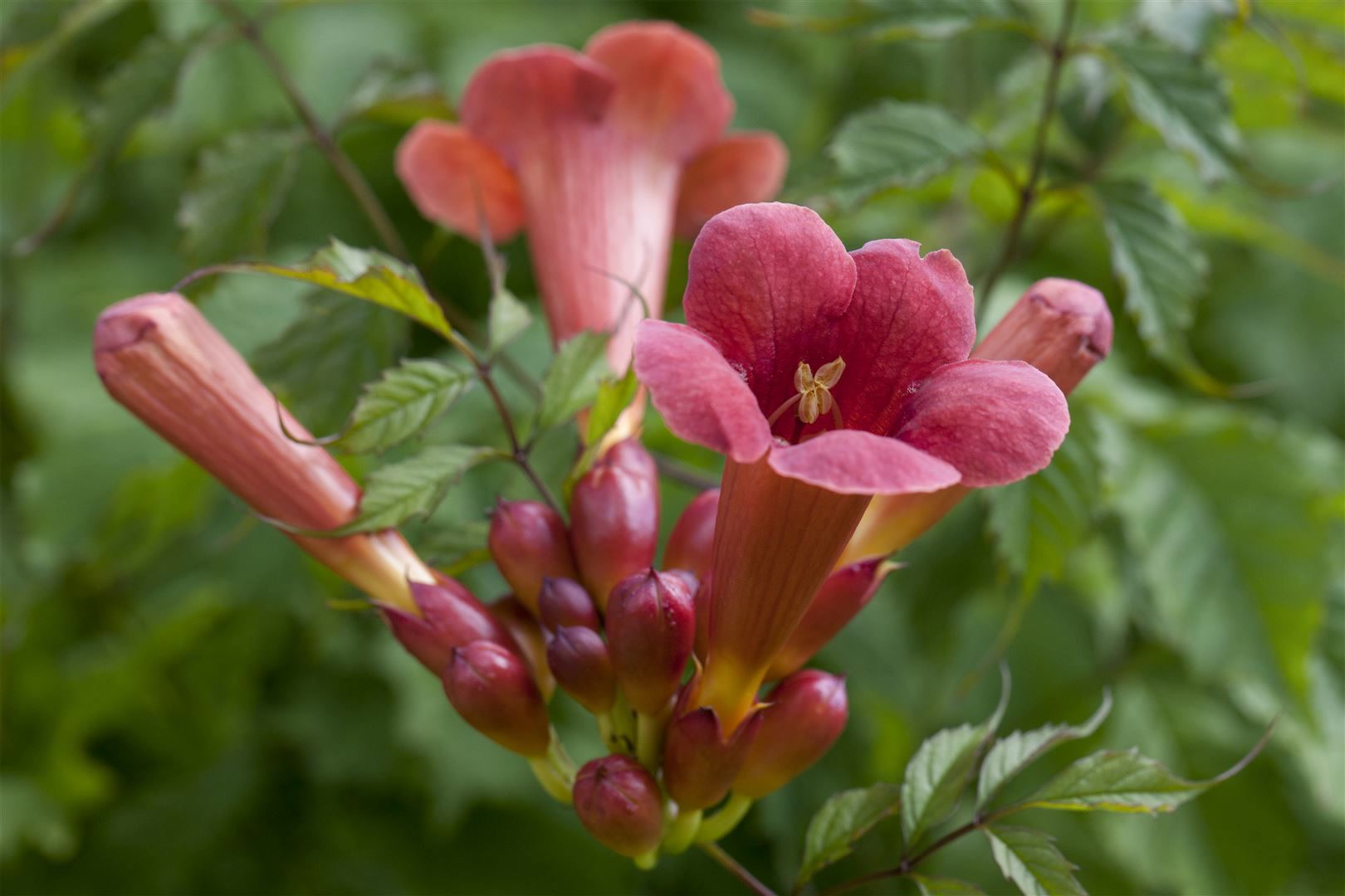 Campsis radicans 'Stromboli' -R-, Trompetenblume, leuchtend rot, 60&ndash;100 cm 