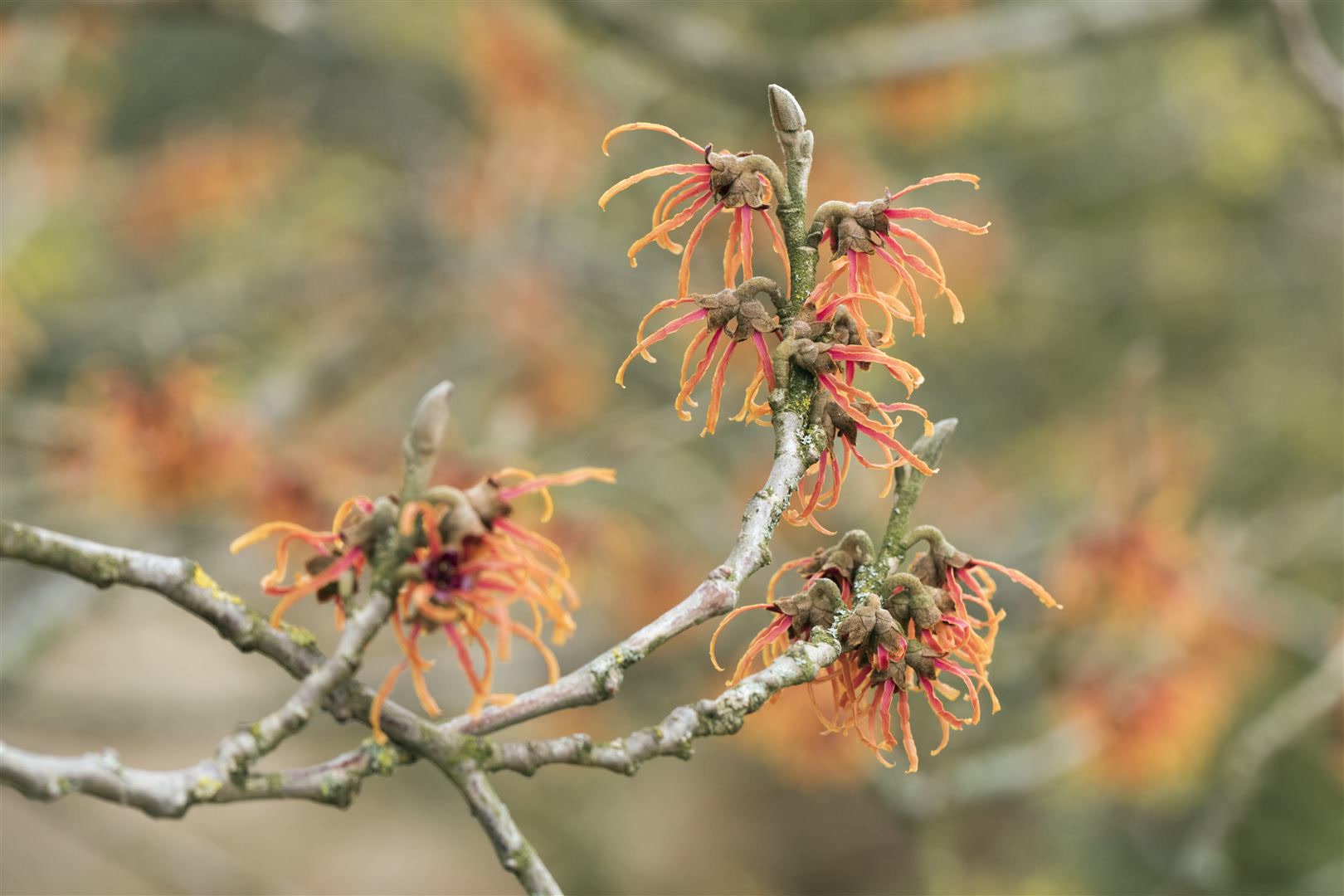 Hamamelis intermedia 'Jelena', Zaubernuss, kupferorange, 40&ndash;60 cm 