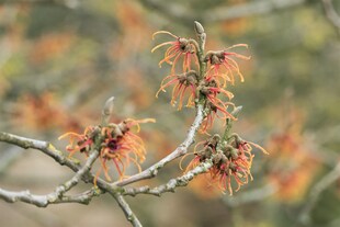 Hamamelis intermedia 'Jelena', Zaubernuss, kupferorange, 40–60 cm 