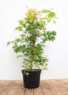 Acer palmatum 'Sangokaku', Japanischer Ahorn, leuchtend rot, 40–50 cm 