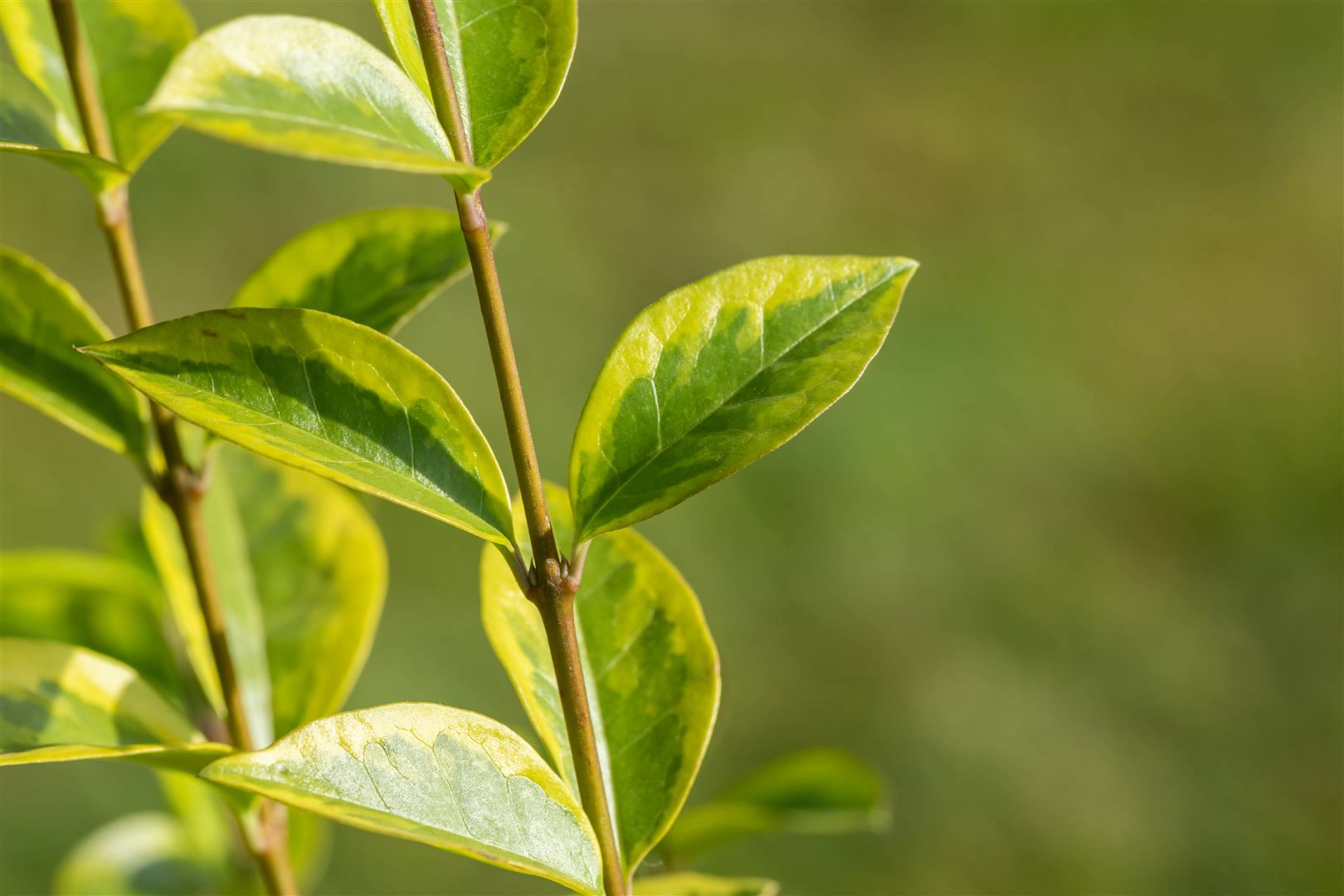 Ligustrum ovalifolium 'Aureum', Goldliguster, gelb-gr&uuml;n, 40&ndash;60 cm 
