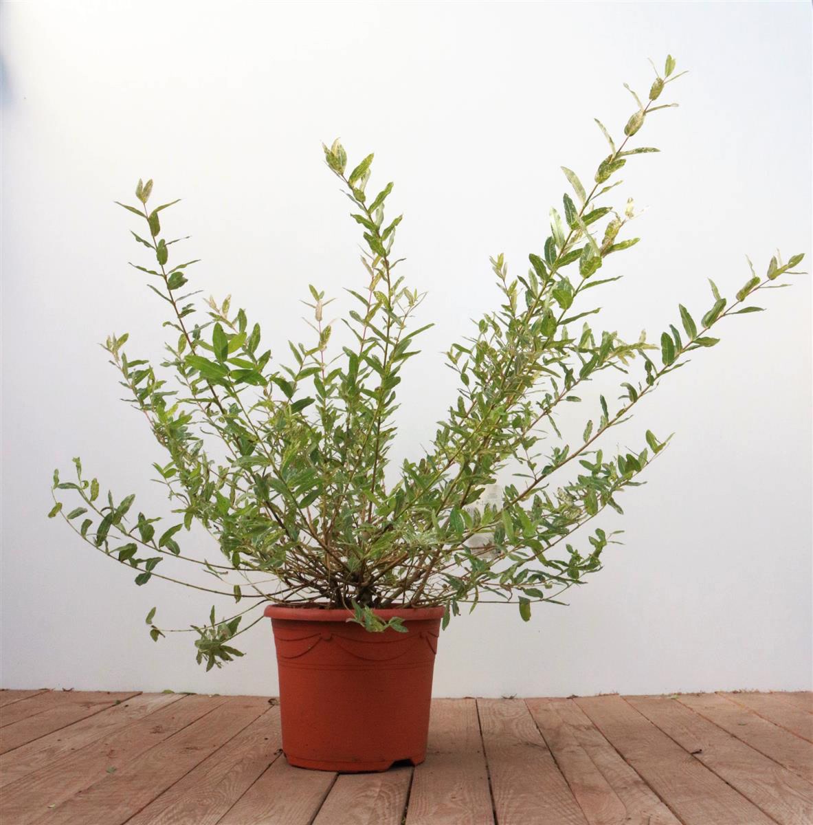 Salix integra 'Hakuro Nishiki', Japanische Weide, buntes Laub, 40&ndash;60 cm 