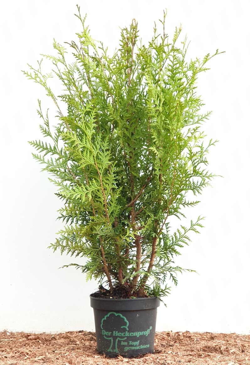 Thuja occidentalis 'Brabant', Lebensbaum, gr&uuml;n, 60&ndash;100 cm 