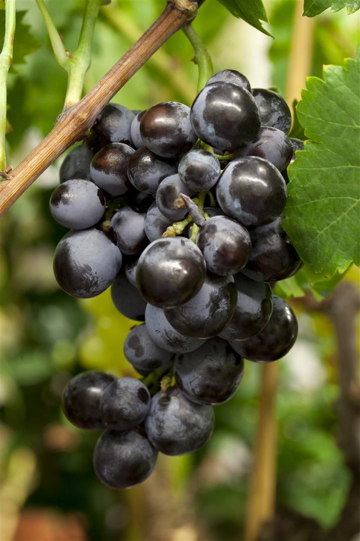 Vitis vinifera 'Erdbeertraube', Weinrebe, 100&ndash;150 cm 