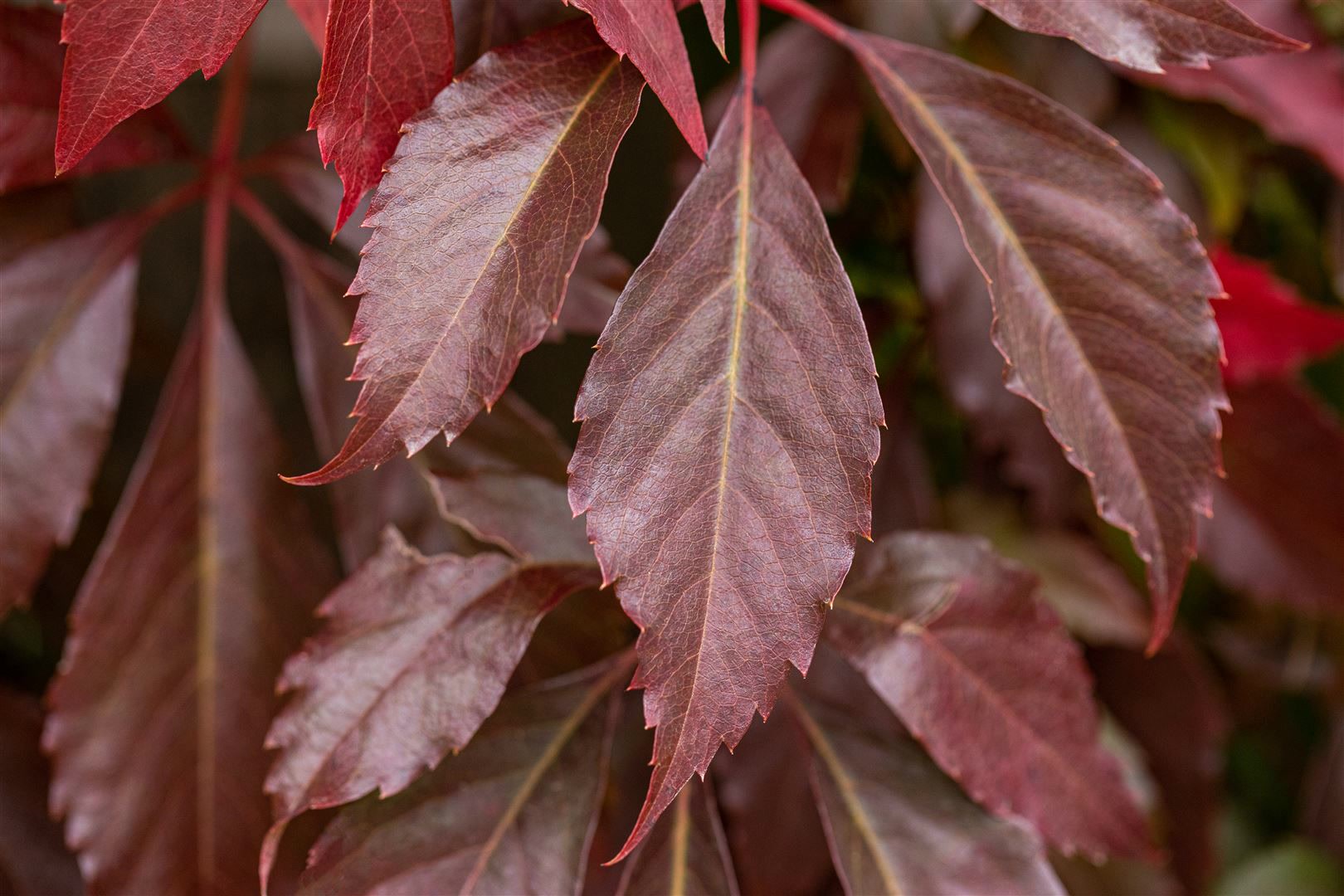 Parthenocissus quinquefolia 'Engelmannii', Wilder Wein, 80&ndash;100 cm 
