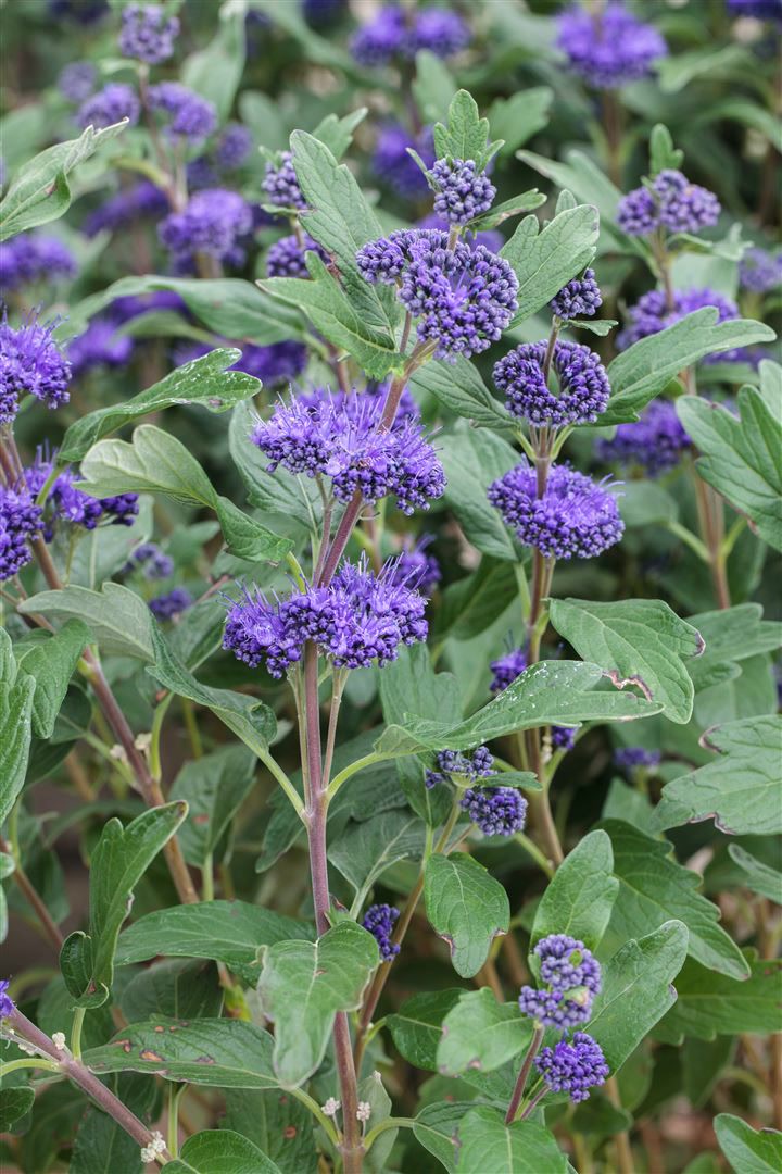 Caryopteris clandonensis 'Grand Bleu', Bartblume, blau, 40&ndash;60 cm 