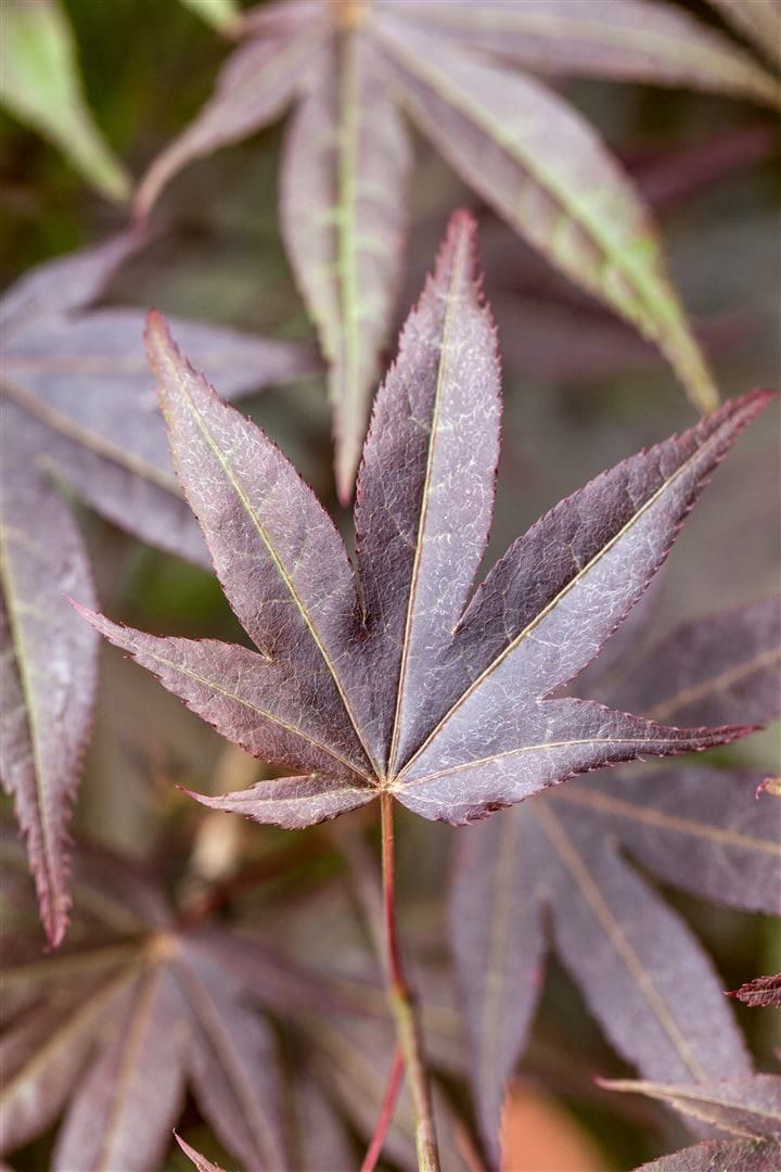 Acer palmatum 'Atropurpureum', Japanischer Ahorn, rotlaubig, 100&ndash;125 cm 