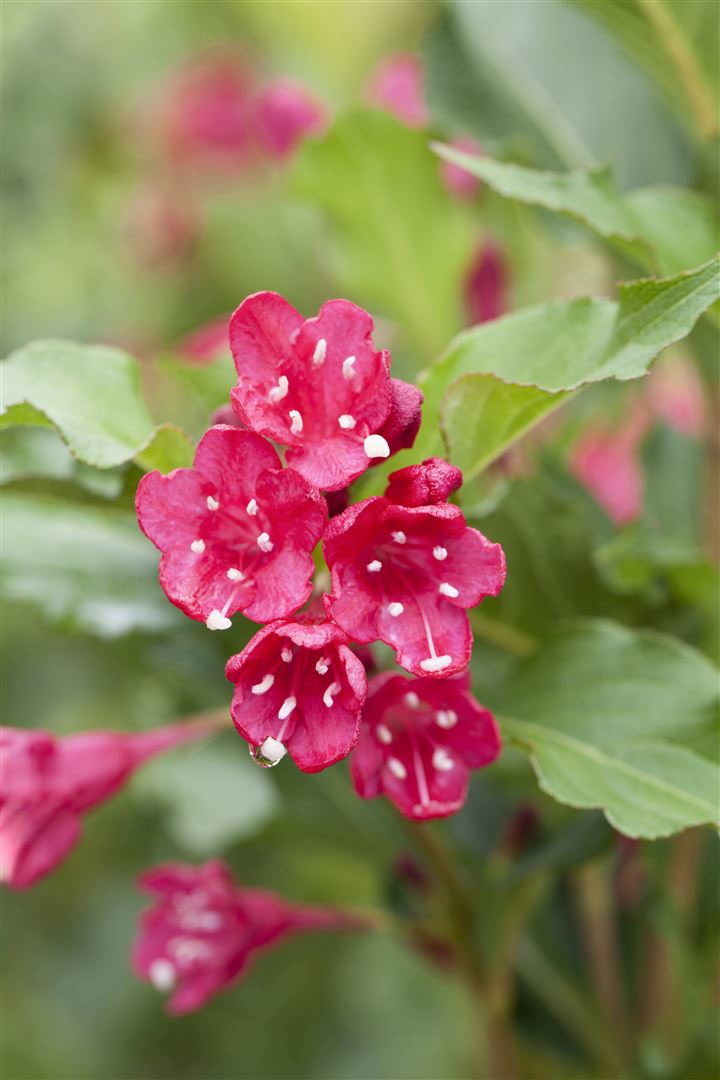 Weigela 'Red Prince', Weigelie, leuchtend rot, 40&ndash;60 cm 