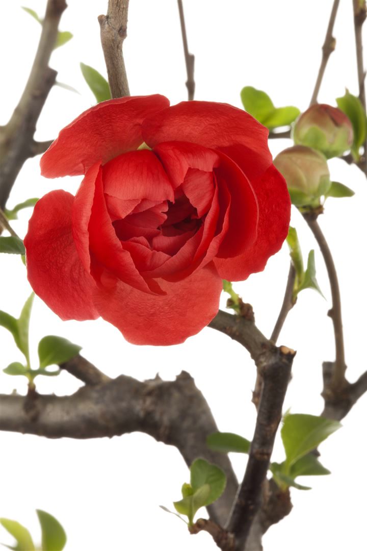 Chaenomeles 'Friesdorfer Typ 205', Zierquitte, 40&ndash;60 cm 