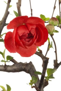 Chaenomeles 'Friesdorfer Typ 205', Zierquitte, 40–60 cm 