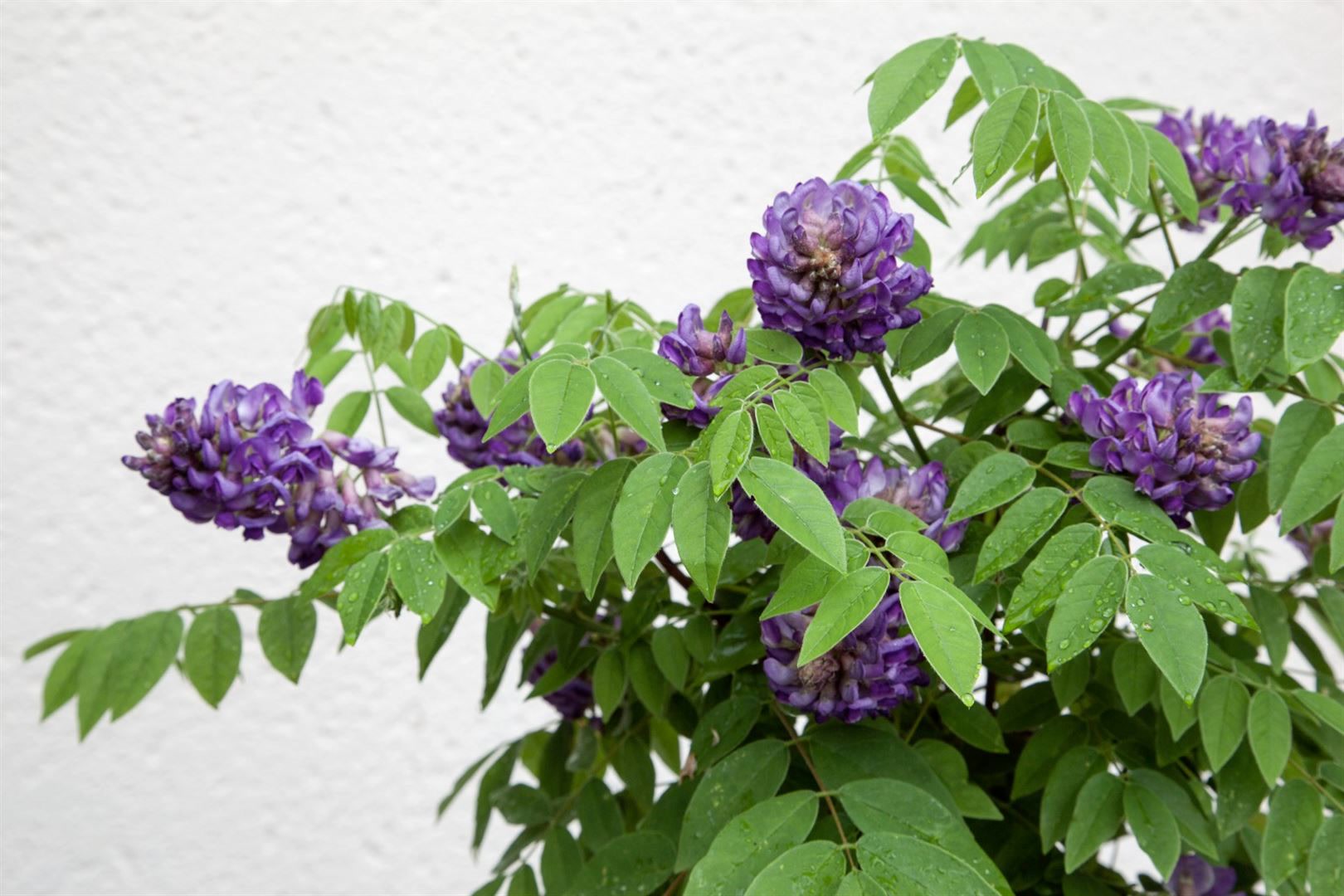 Wisteria frutescens 'Longwood Purple', Amerikanische Glyzinie, 60&ndash;100 cm 