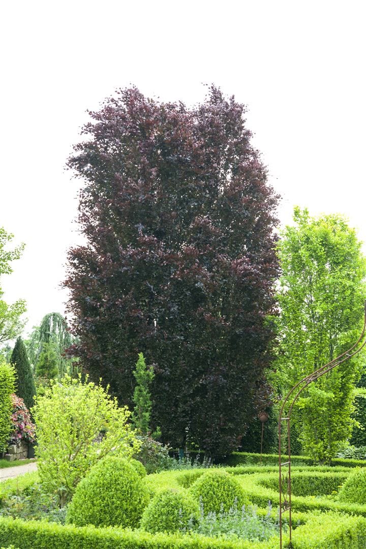 Fagus sylvatica 'Purpurea', Rotbuche, purpurrot, 20&ndash;30 cm 