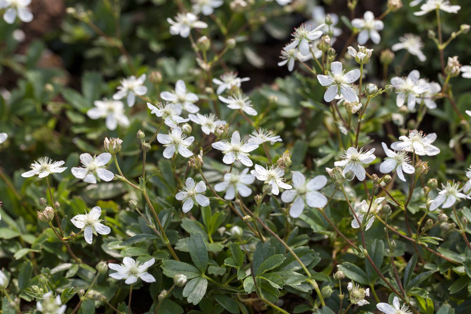 Potentilla tridentata 'Nuuk', Fingerkraut, ca. 9x9 cm Topf 
