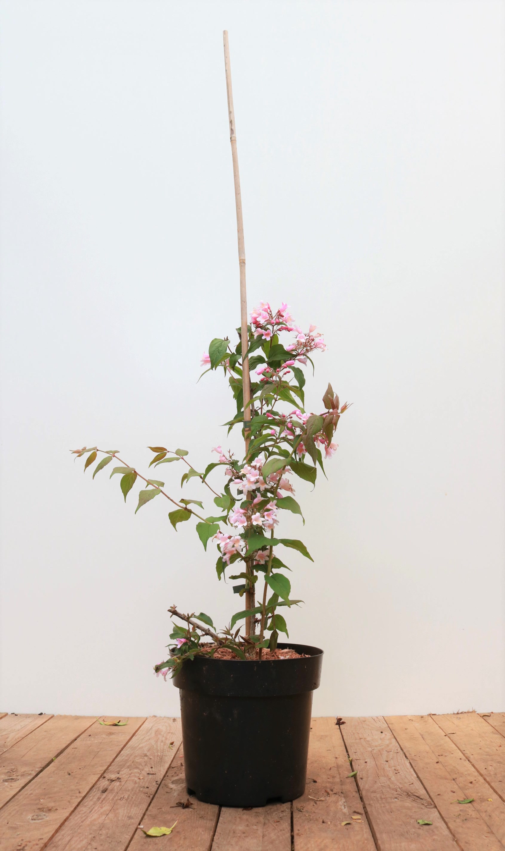 Kolkwitzia amabilis 'Pink Cloud', Kolkwitzie, rosa Bl&uuml;ten, 40&ndash;60 cm 