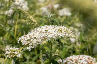 Buddleja 'White Chip', Schmetterlingsflieder, weiß, 60–100 cm 