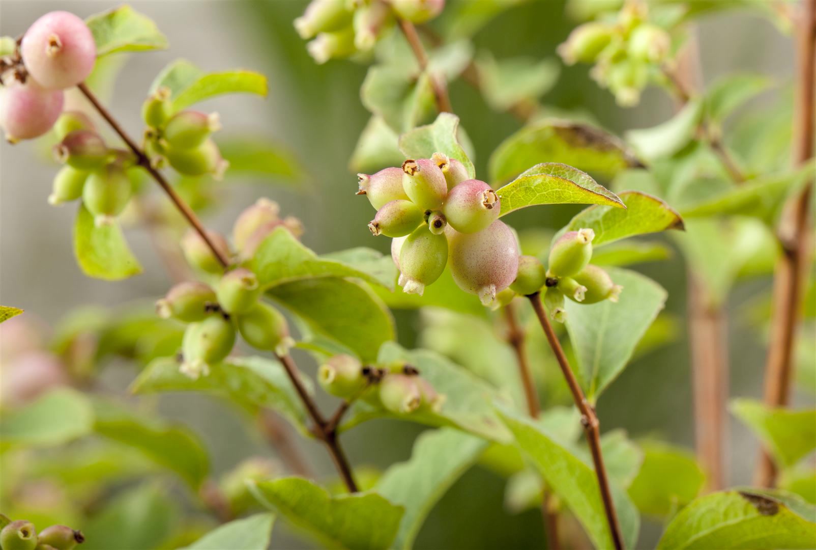 Symphoricarpos chenaultii 'Hancock', Purpurbeere, ca. 9x9 cm Topf 