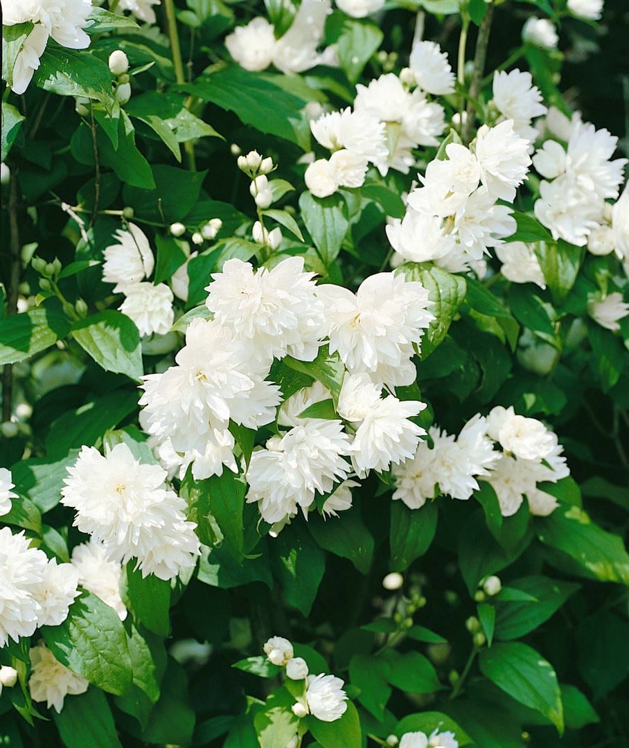 Philadelphus 'Schneesturm', Duftjasmin, wei&szlig;, 40&ndash;60 cm 