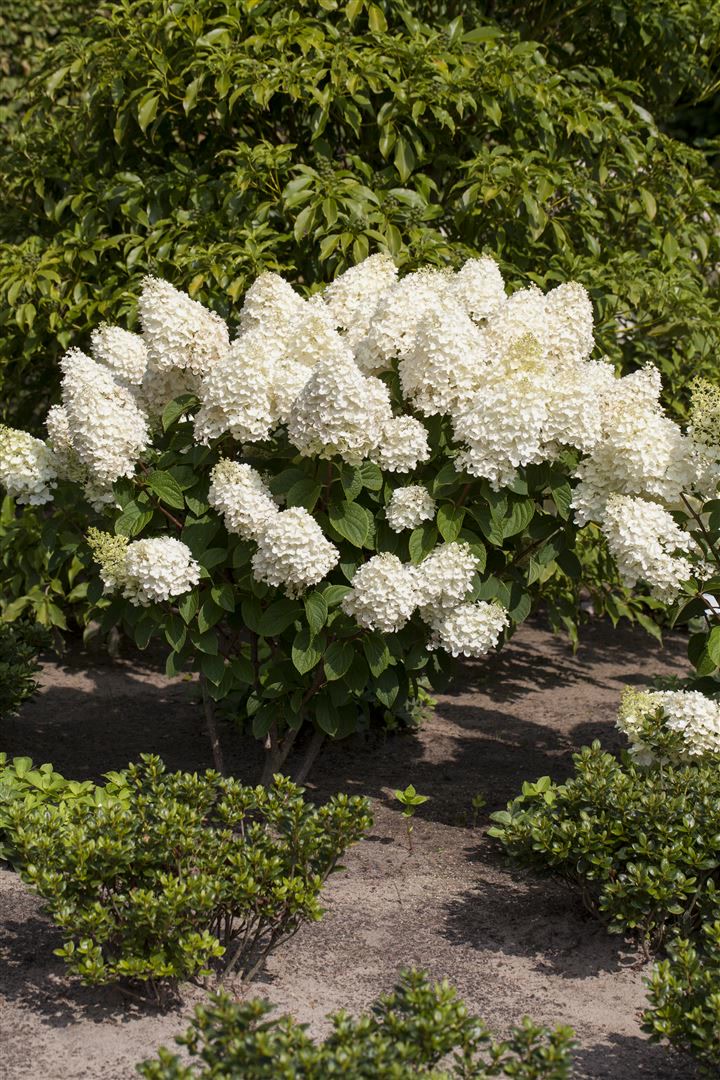 Hydrangea paniculata 'Silver Dollar', Rispenhortensie, wei&szlig;, 40&ndash;60 cm 