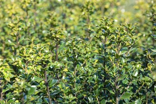 Ilex meserveae 'Heckenstar', Stechpalme, immergrün, 150–175 cm 