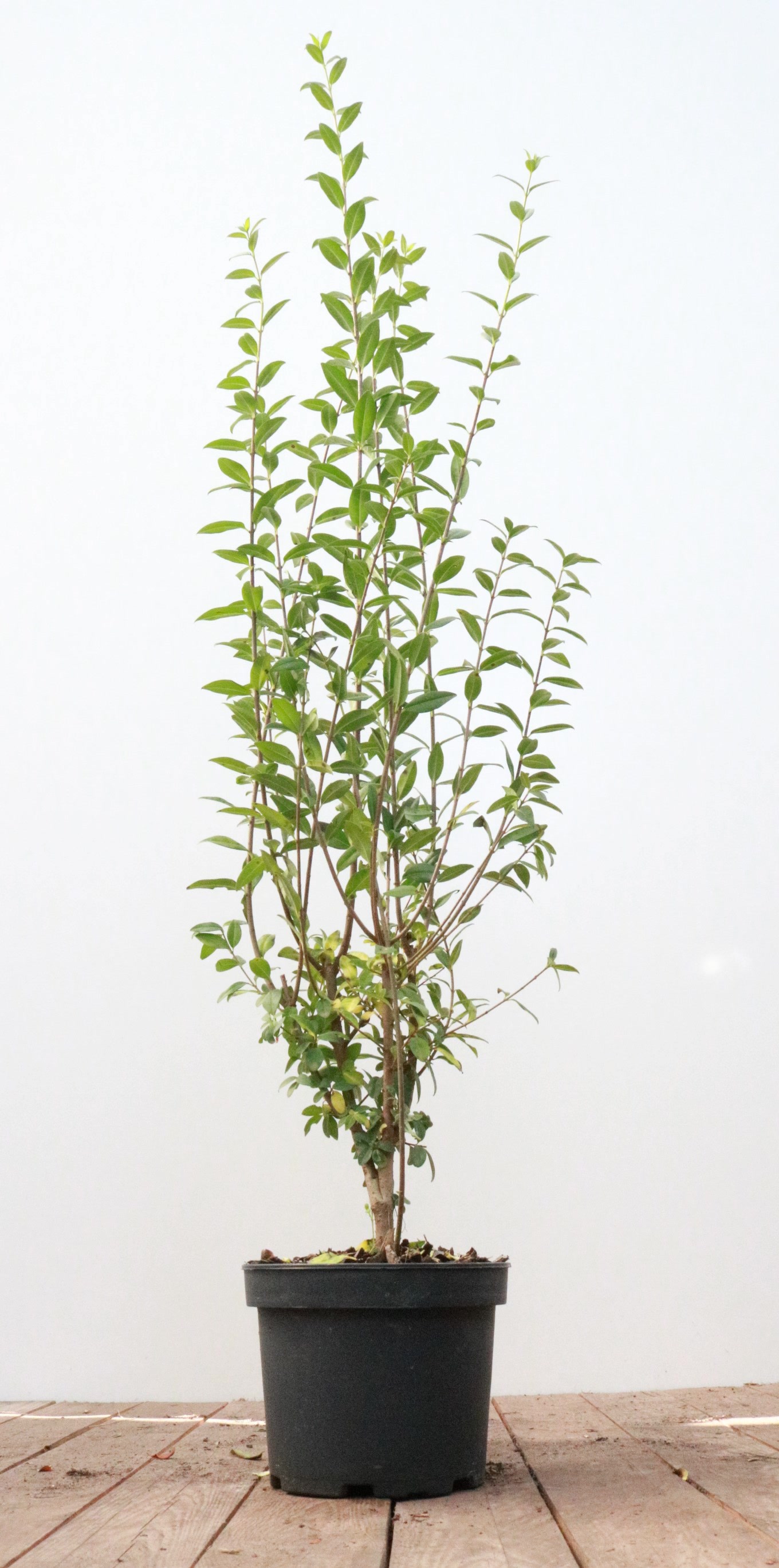 Ligustrum vulgare 'Atrovirens', Gew&ouml;hnlicher Liguster, immergr&uuml;n, 60&ndash;100 cm 