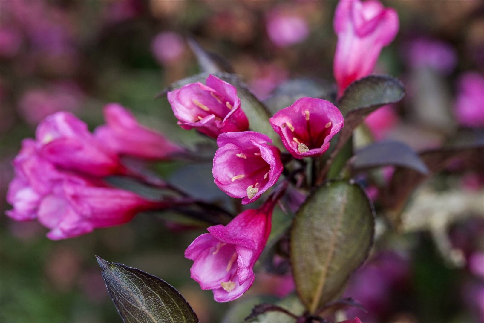 Weigela florida 'Alexandra', Weigelie, dunkelrosa, 40&ndash;60 cm 