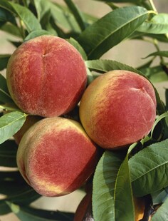 Prunus persica 'South Haven', Pfirsichbaum, 150–200 cm 