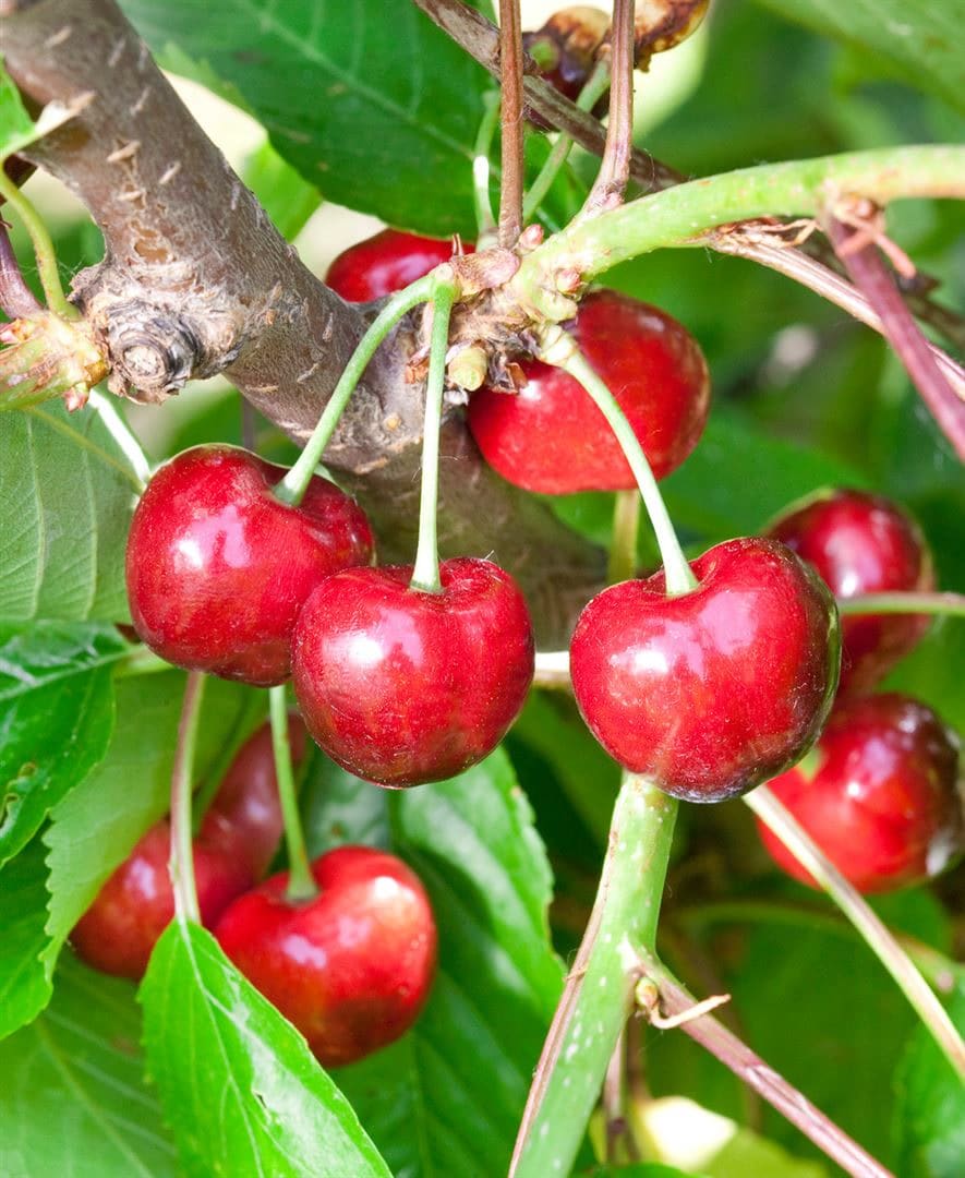 Prunus avium 'Burlat', S&uuml;&szlig;kirsche, rot, 150&ndash;200 cm 