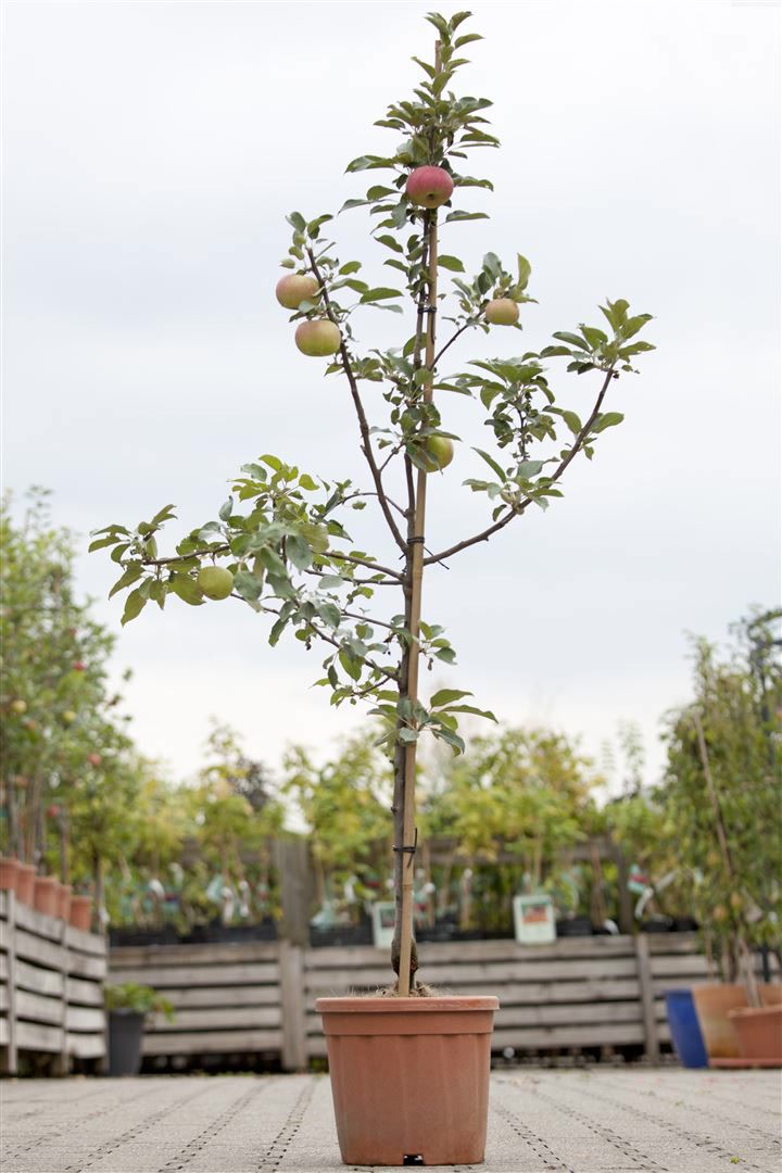 Malus 'Idared', Apfelbaum, 150&ndash;200 cm 