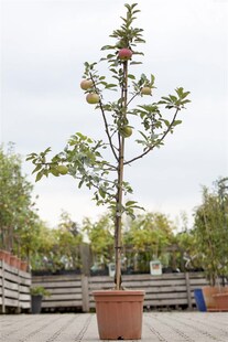 Malus 'Idared', Apfelbaum, 150–200 cm 
