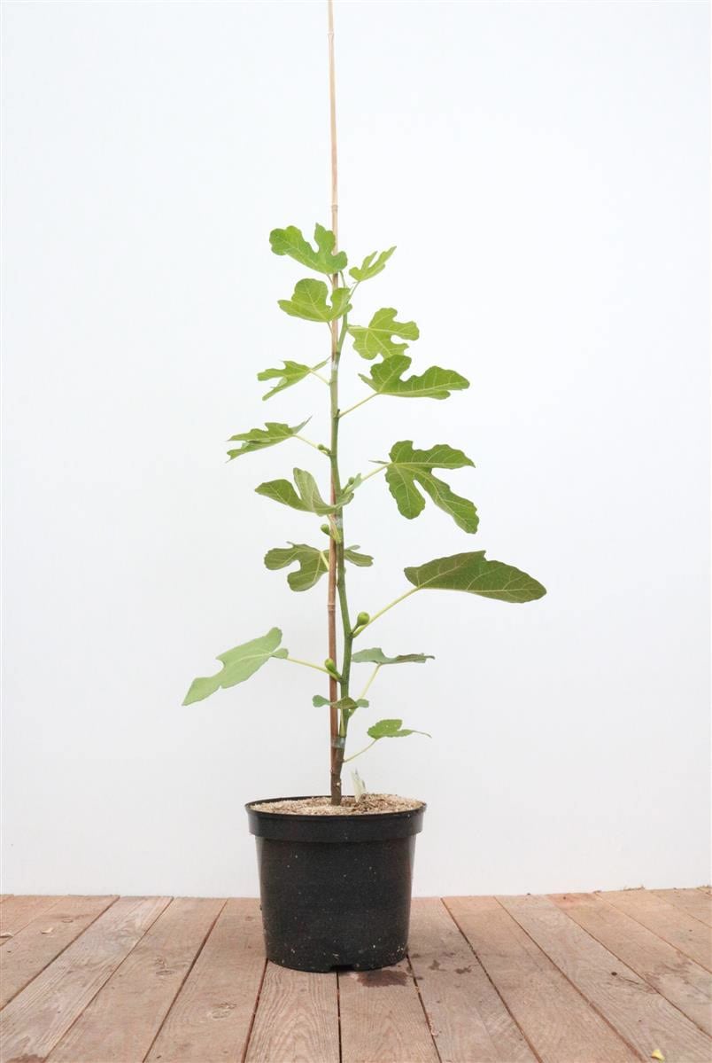 Ficus carica, Feige, 100&ndash;125 cm, essbare Fr&uuml;chte 