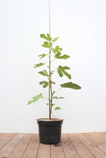 Ficus carica, Feige, 100–125 cm, essbare Früchte 