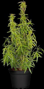 Choisya ternata 'Aztec Pearl', Orangenblume, weiß, 30–40 cm 