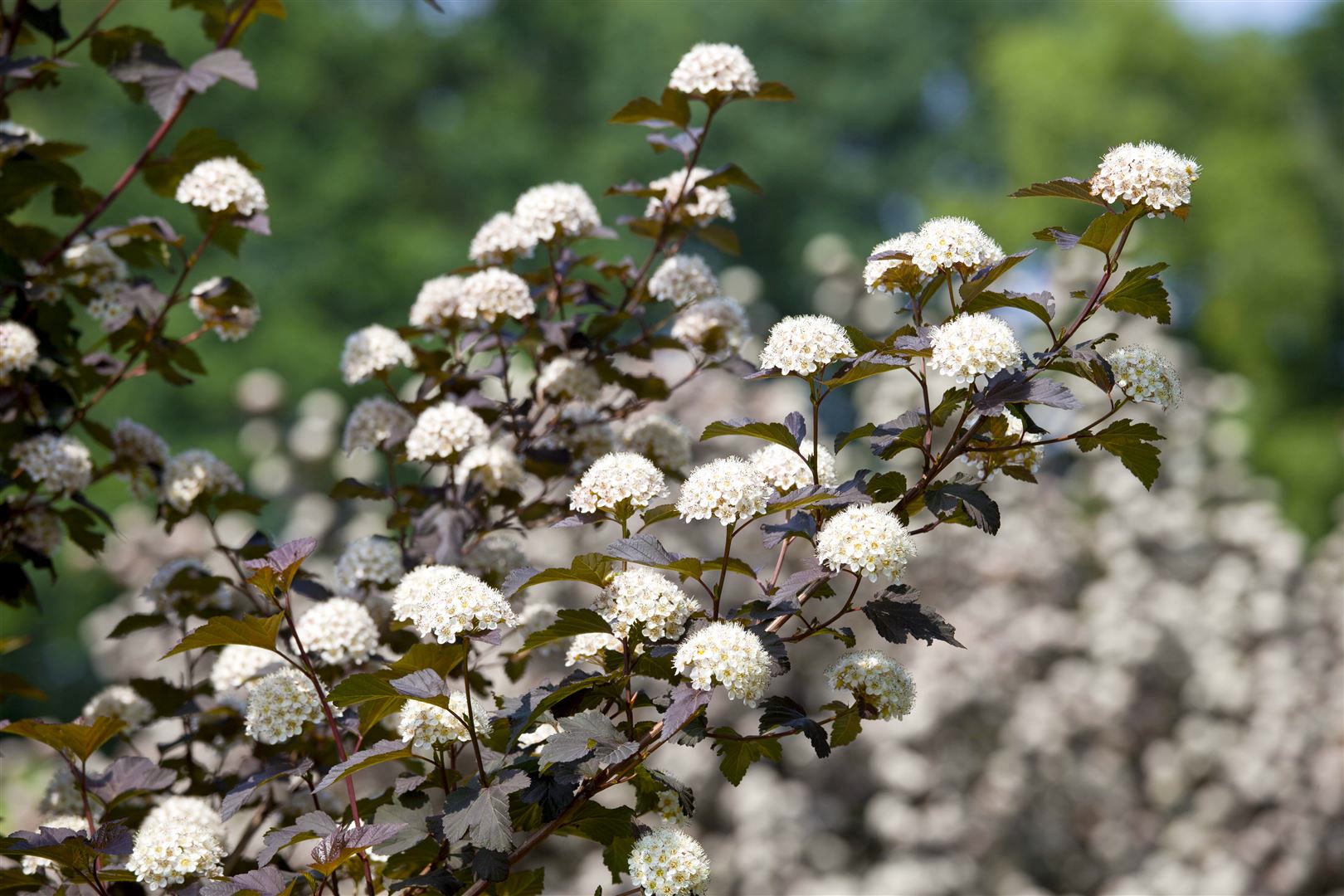 Physocarpus opulifolius 'Diabolo' -R-, Blasenspiere, dunkelrot, 40&ndash;60 cm 