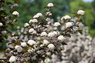 Physocarpus opulifolius 'Diabolo' -R-, Blasenspiere, dunkelrot, 40–60 cm 
