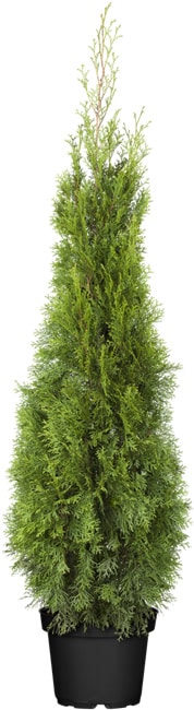 Thuja occidentalis 'Smaragd', Lebensbaum, immergr&uuml;n, 100&ndash;120 cm 