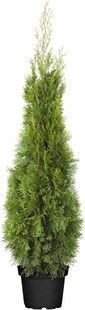 Thuja occidentalis 'Smaragd', Lebensbaum, immergrün, 100–120 cm 