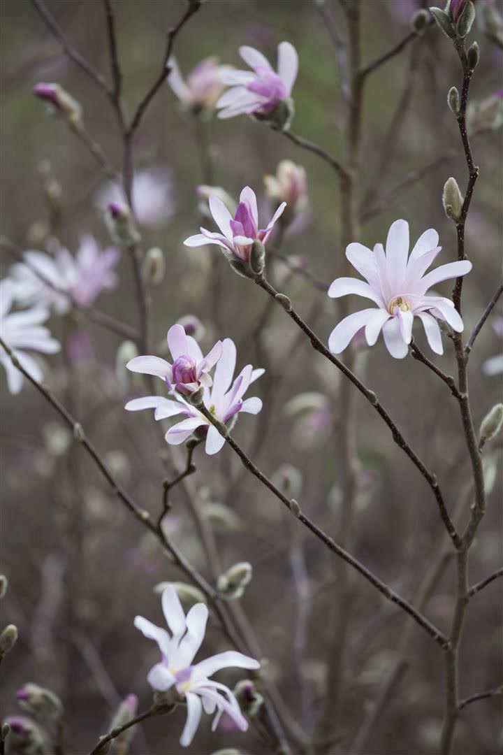 Magnolia soulangiana, Tulpen-Magnolie, 80&ndash;100 cm 