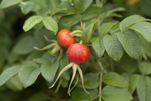 Rosa rugosa, Apfelrose, 40–60 cm, duftend 