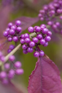 Callicarpa bodinieri 'Profusion', Schönfrucht, violette Beeren, 80–100 cm 