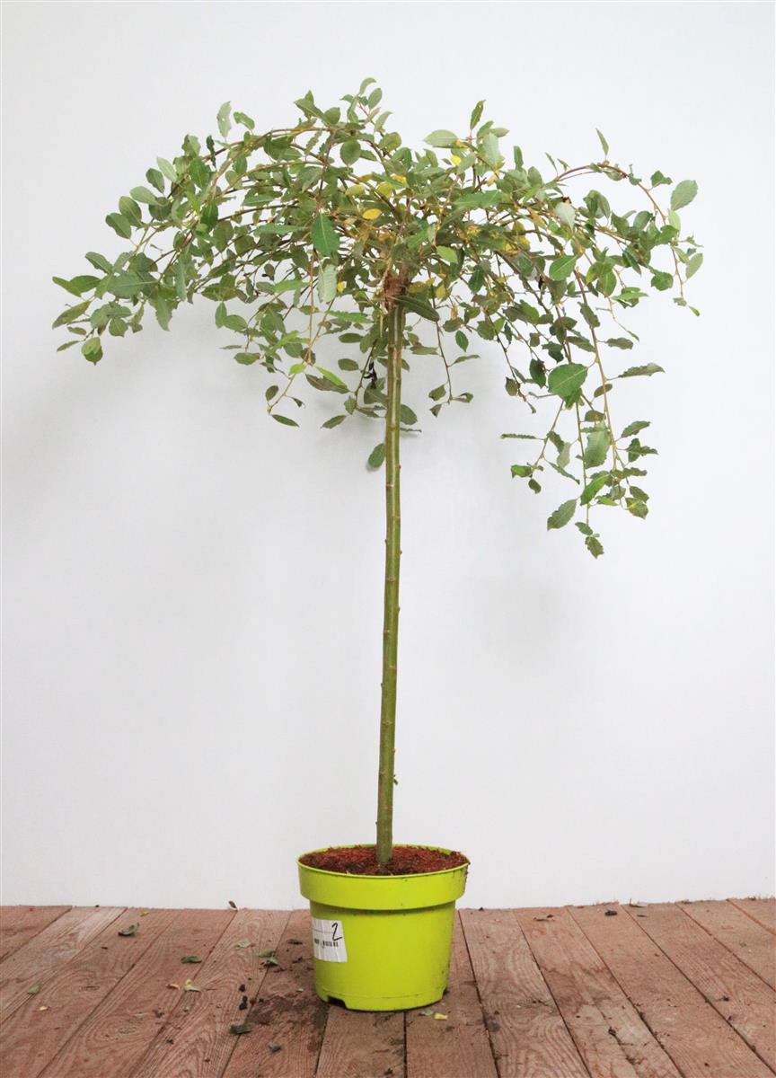 Salix caprea 'Pendula', K&auml;tzchenweide, h&auml;ngend, 40 cm Stammh&ouml;he 