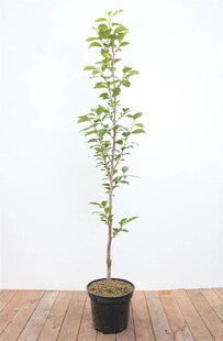 Diospyros kaki 'Ernesto', Kaki, 125–150 cm, süß und saftig 