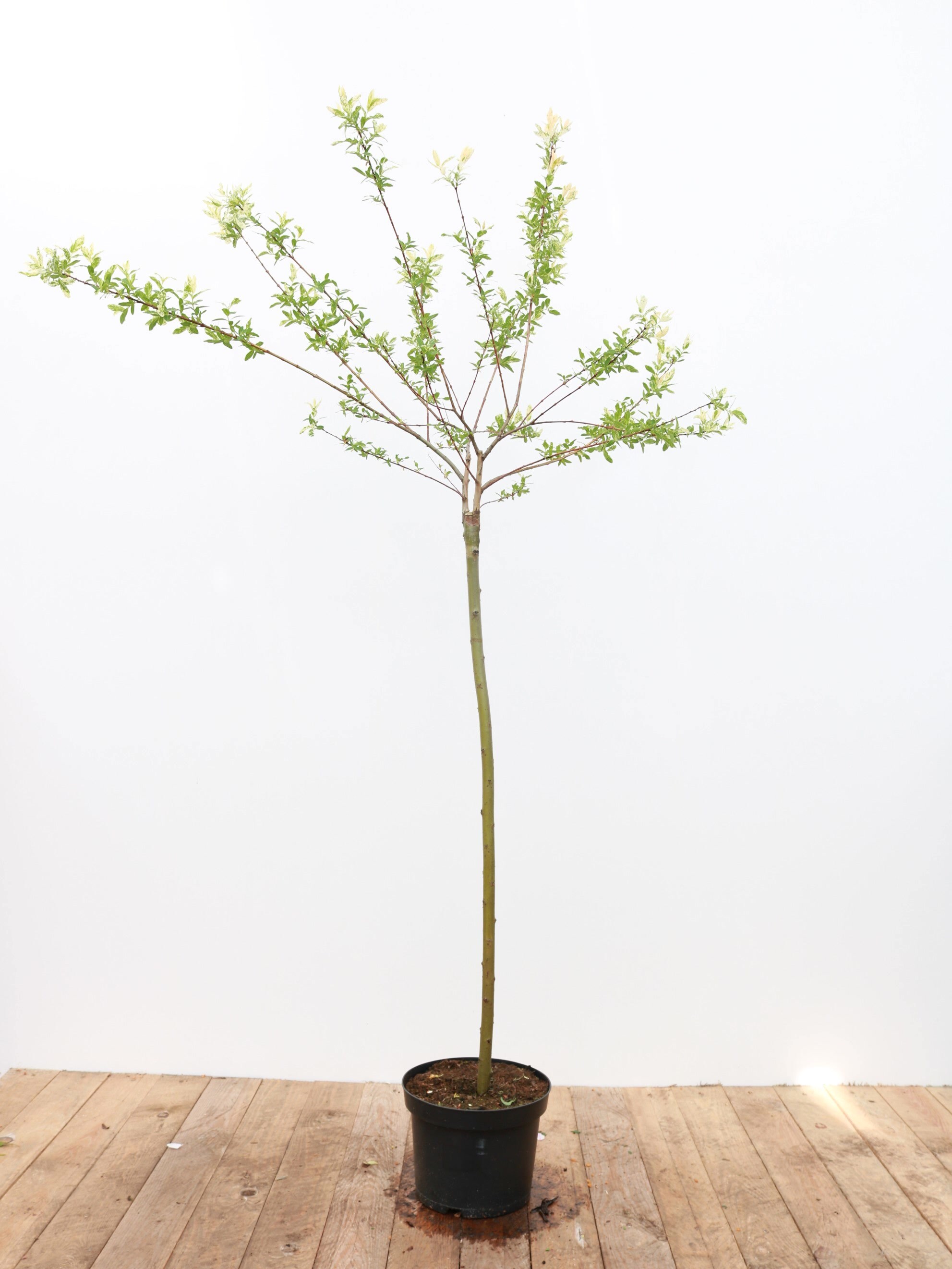 Salix integra 'Hakuro Nishiki', Japanische Weide, rosa-wei&szlig;, 100 cm Stammh&ouml;he 