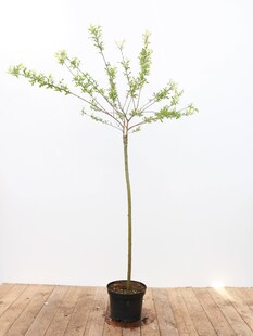 Salix integra 'Hakuro Nishiki', Japanische Weide, rosa-weiß, 100 cm Stammhöhe 