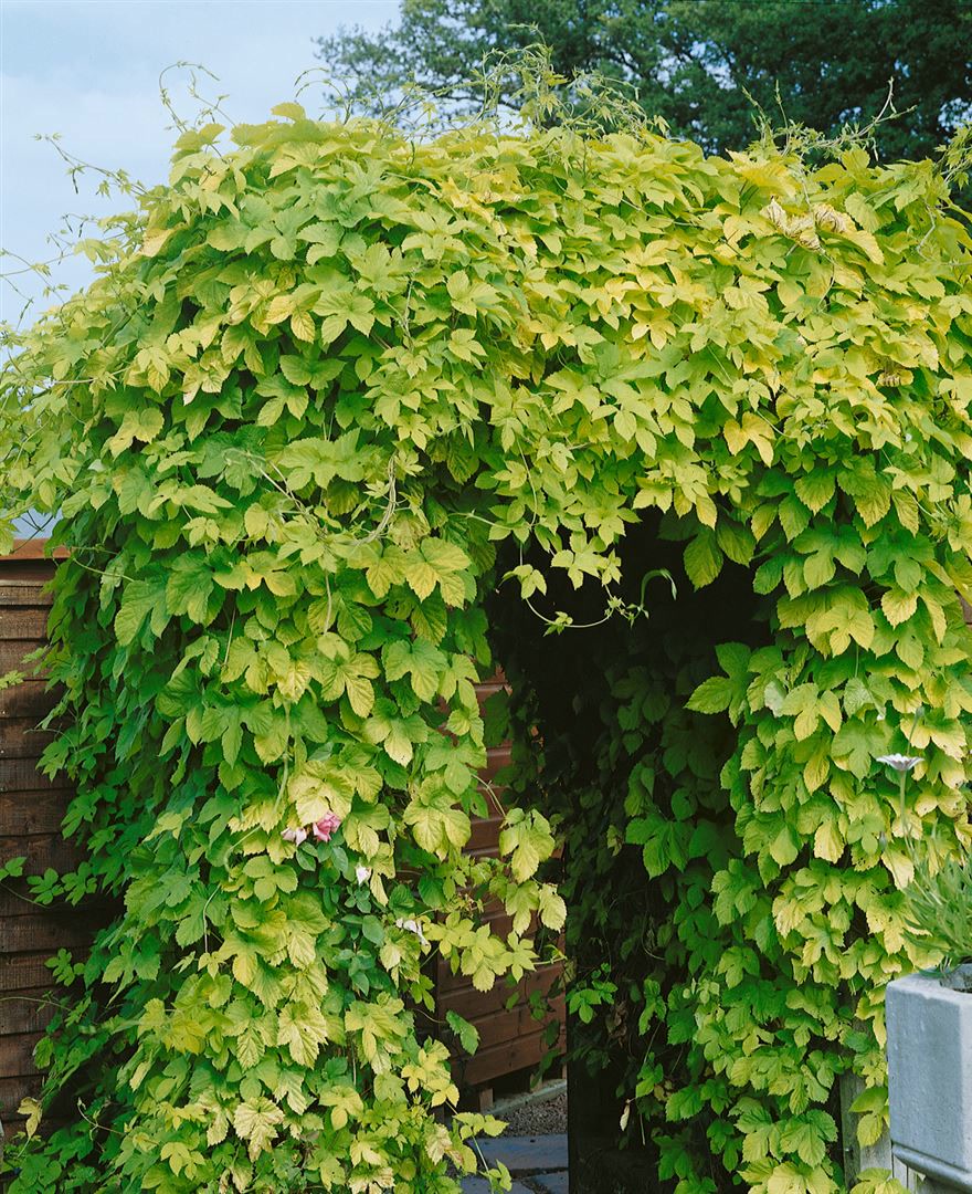 Humulus lupulus 'Aureus', Gold-Hopfen, gelbgr&uuml;n, 60&ndash;100 cm 